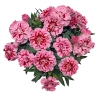 Goździk ogrodowy 'Oscar™ Pink Heart' – różowy goździk, sadzonka